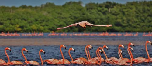 Flamingo Fly-by
