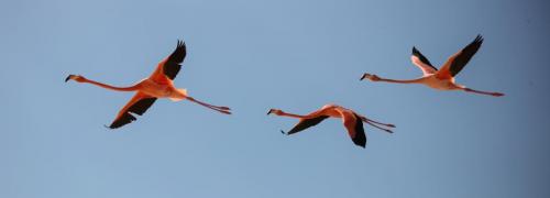 Three Flamingos Flying