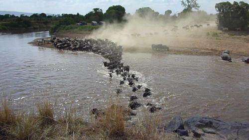 Wildebeest and Zebra migration across Mara River