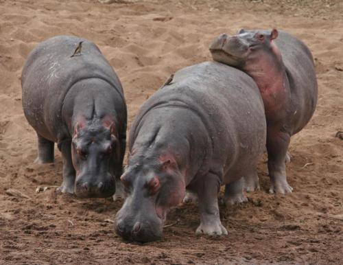 Three Hippos