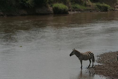 Zebra by the Mara River