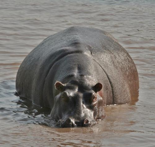 Hippo cooling off