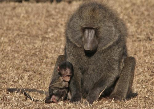 Baboon Mom and Baby