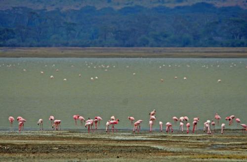 Ngorongoro Flamingos