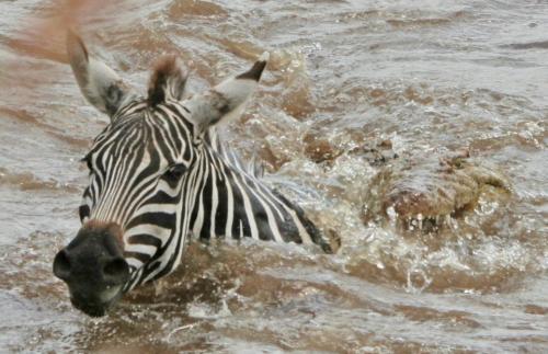 Nile Crocodile attacking Zebra