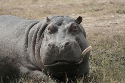 Hippo with a Bad Tooth