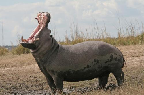 Angry Hippo ready to attack!