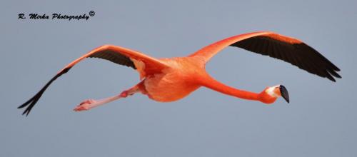 Single Flamingo Flying