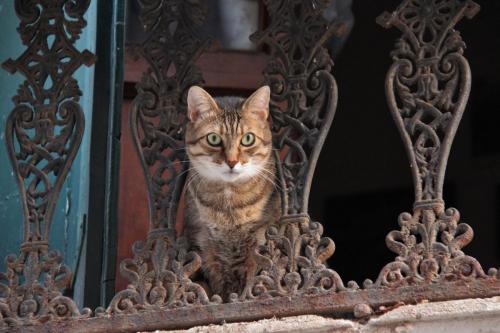 Venice cat on a balcony