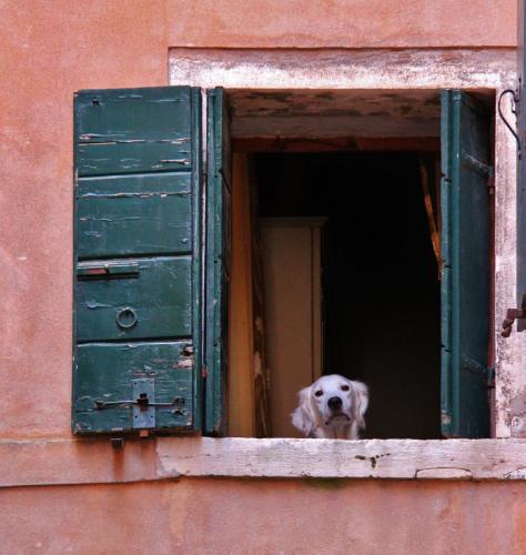 Venice dog in a window