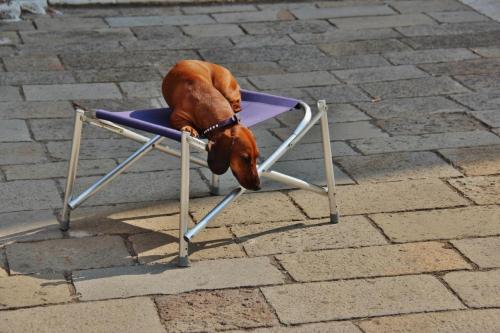 Venice dog on a seat