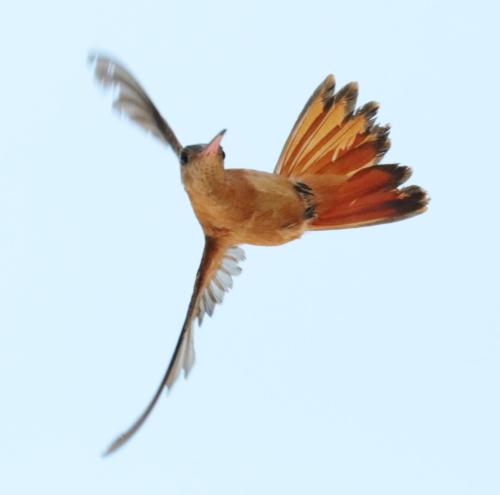 Rufous Hummingbird 3