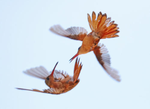 Rufous Hummingbirds fighting over food source