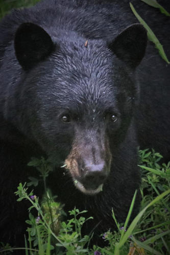 Black Bear, Stewart, BC