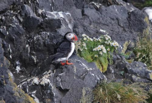 Puffin on the cliffs at Dyrholaey
