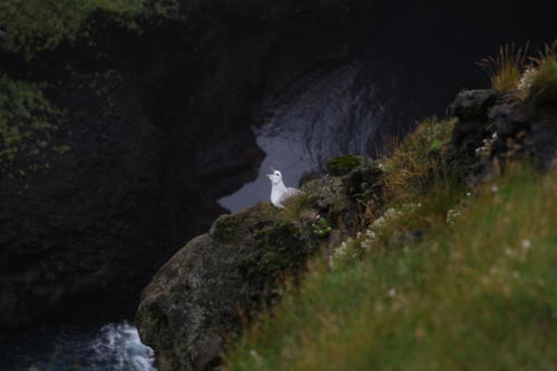 Gull on the coastline by Hellnar, on the Snaefellsnes peninsula