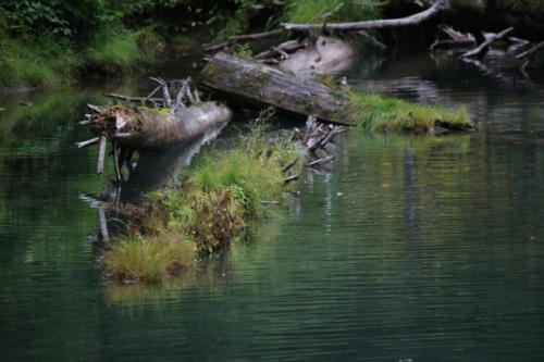 Fish Creek pond, Hyder, Alaska