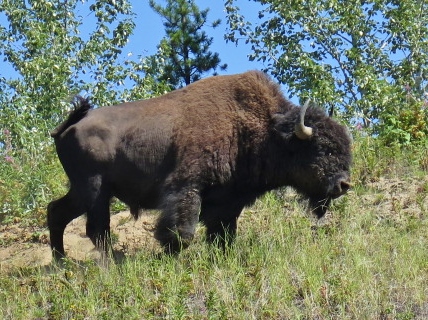 Wild Bison