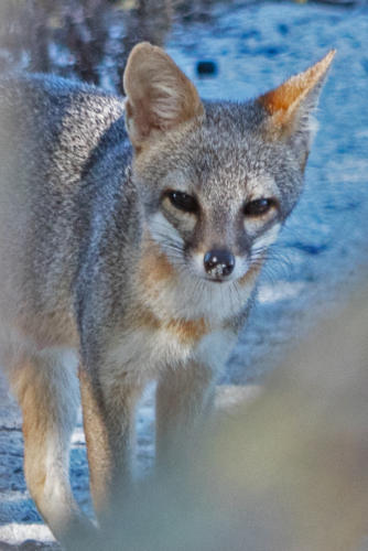 Yucatan Gray Fox
