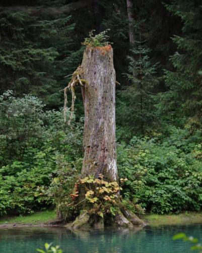 Fish Creek, Hyder, Alaska